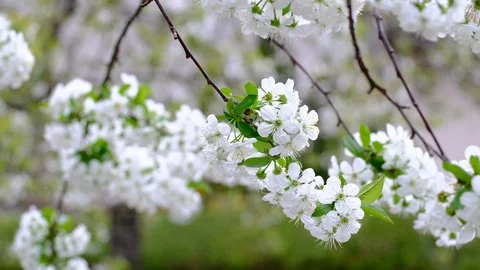 Spring cherry blossoms Stock Footage 122010893