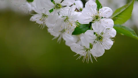Spring cherry blossoms Stock Footage 122010925
