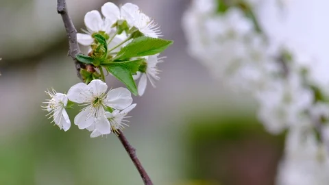 Spring cherry blossoms Stock Footage 122010969