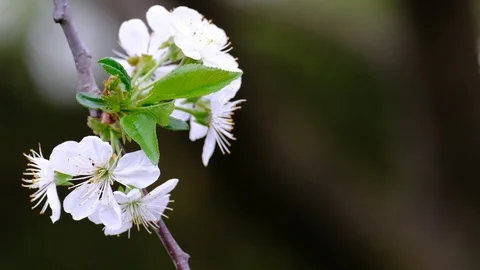 Spring cherry blossoms Stock Footage 122011117
