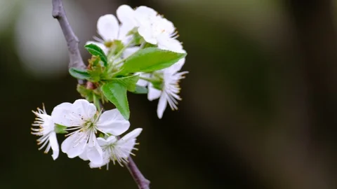 Spring cherry blossoms Stock Footage 122011126