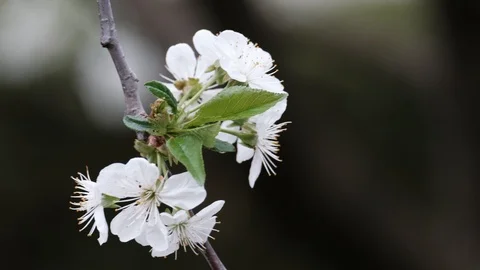Spring cherry blossoms Stock Footage 122011212