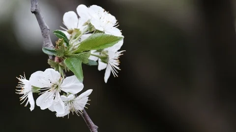 Spring cherry blossoms Stock Footage 122011268