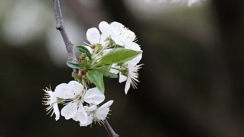 Spring cherry blossoms Stock Footage 122011353