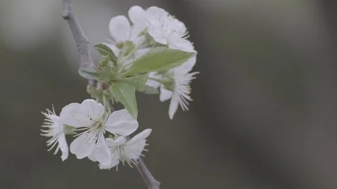 Spring cherry blossoms Stock Footage 122011528