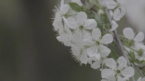 Spring cherry blossoms Stock Footage 122011606