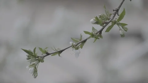 Spring cherry blossoms Stock Footage 122011664