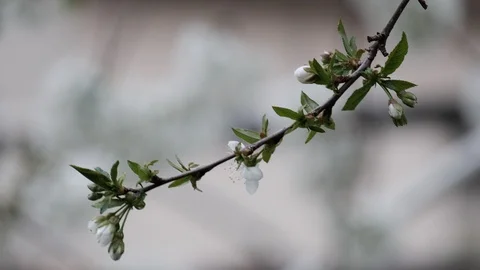 Spring cherry blossoms Stock Footage 122011722