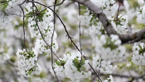 Spring cherry blossoms Stock Footage 122011773