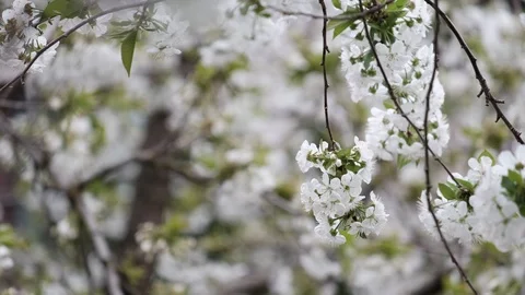 Spring cherry blossoms Stock Footage 122011814