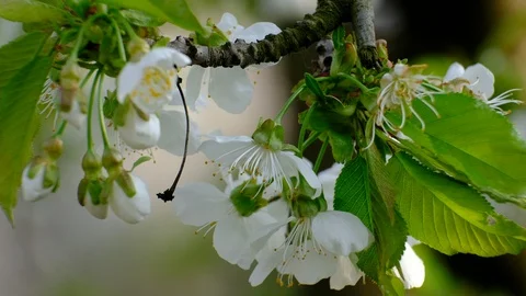 Spring cherry blossoms Stock Footage 122011874