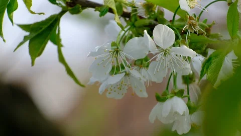 Spring cherry blossoms Stock Footage 122011919