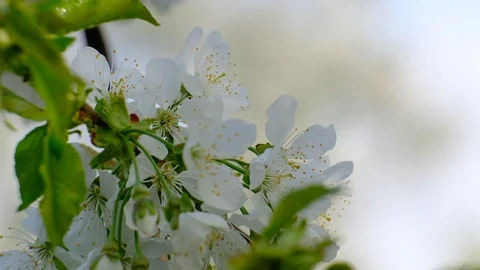 Spring cherry blossoms Stock Footage 122011984