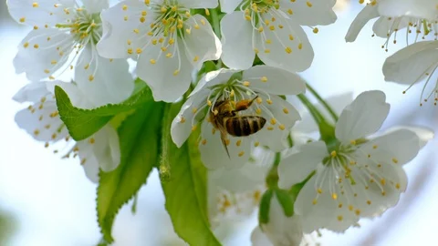 Spring cherry blossoms Stock Footage 122012061