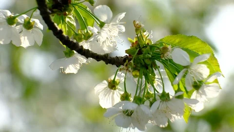 Spring cherry blossoms Stock Footage 122012152
