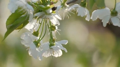 Spring cherry blossoms Stock Footage 122012268