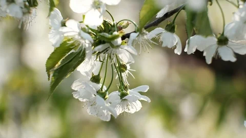 Spring cherry blossoms Stock Footage 122012402