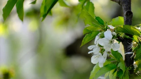 Spring cherry blossoms Stock Footage 122012475