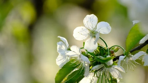 Spring cherry blossoms Stock Footage 122012510