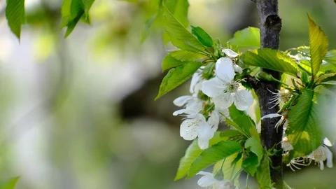Spring cherry blossoms Stock Footage 122012574
