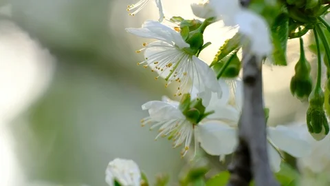 Spring cherry blossoms Stock Footage 122012638