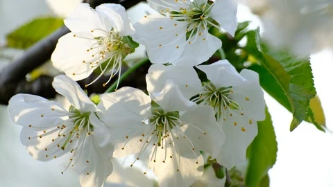 Spring cherry blossoms Stock Footage 122012660