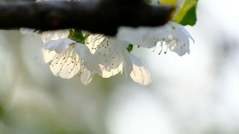Spring cherry blossoms Stock Footage 122012756