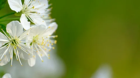 Spring cherry blossoms Stock Footage 122012811