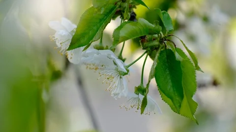 Spring cherry blossoms Stock Footage 122012870