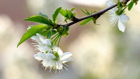 Spring cherry blossoms Stock Footage 122012987