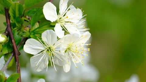 Spring cherry blossoms Stock Footage 122012999