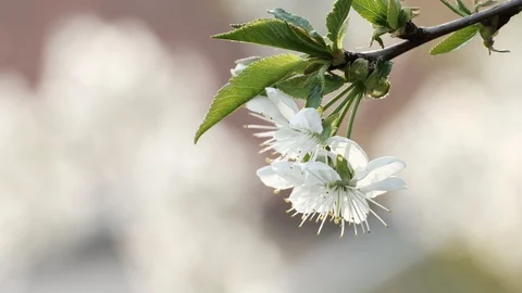 Spring cherry blossoms Stock Footage 122013041