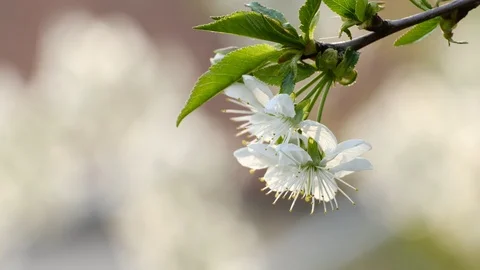 Spring cherry blossoms Stock Footage 122013063