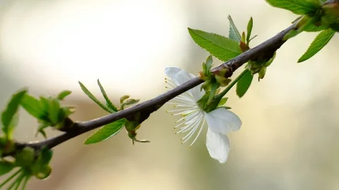 Spring cherry blossoms Stock Footage 122013131