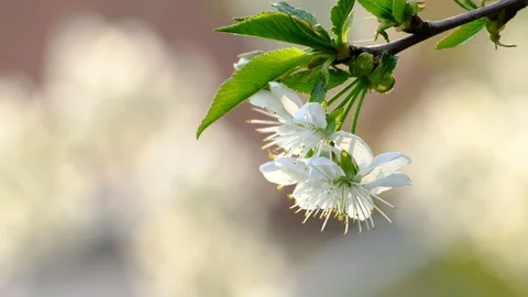 Spring cherry blossoms Stock Footage 122013132