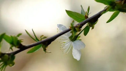 Spring cherry blossoms Stock Footage 122013220