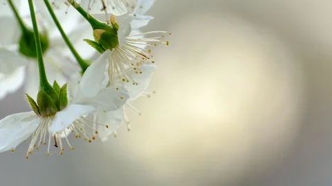 Spring cherry blossoms Stock Footage 122013256