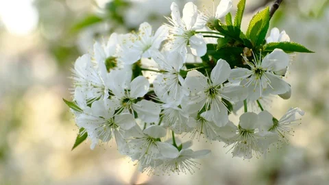 Spring cherry blossoms Stock Footage 122013298