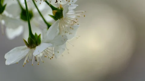 Spring cherry blossoms Stock Footage 122013357