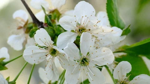 Spring cherry blossoms Stock Footage 122013439