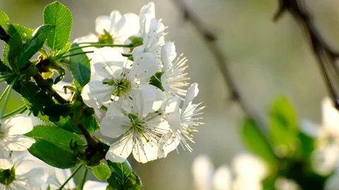 Spring cherry blossoms Stock Footage 122013508