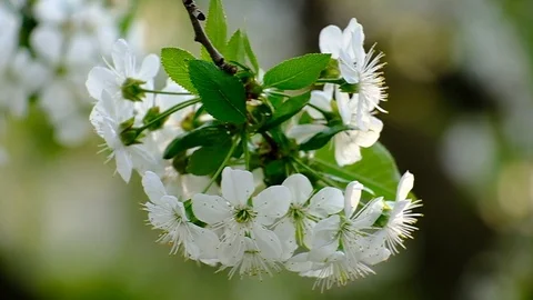 Spring cherry blossoms Stock Footage 122013584
