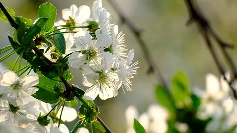 Spring cherry blossoms Stock Footage 122013611