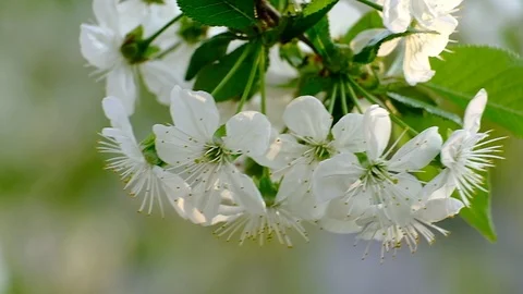 Spring cherry blossoms Stock Footage 122013638