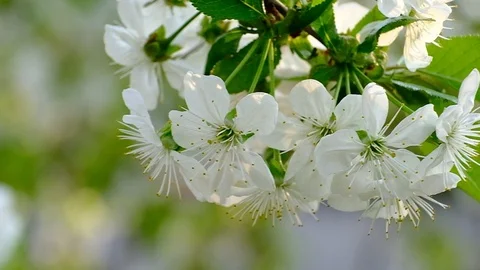 Spring cherry blossoms Stock Footage 122013667