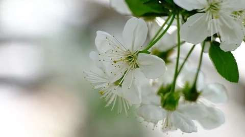 Spring cherry blossoms Stock Footage 122013736
