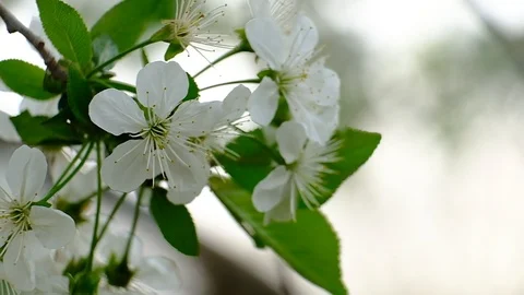 Spring cherry blossoms Stock Footage 122013738