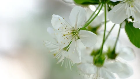 Spring cherry blossoms Stock Footage 122013788