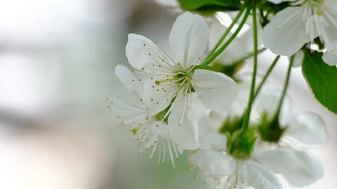 Spring cherry blossoms Stock Footage 122013792