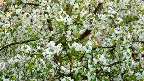 Spring cherry blossoms Stock Footage 122013948